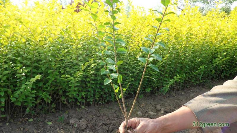 金叶女贞一手货源自家苗圃绿化种植大量批发