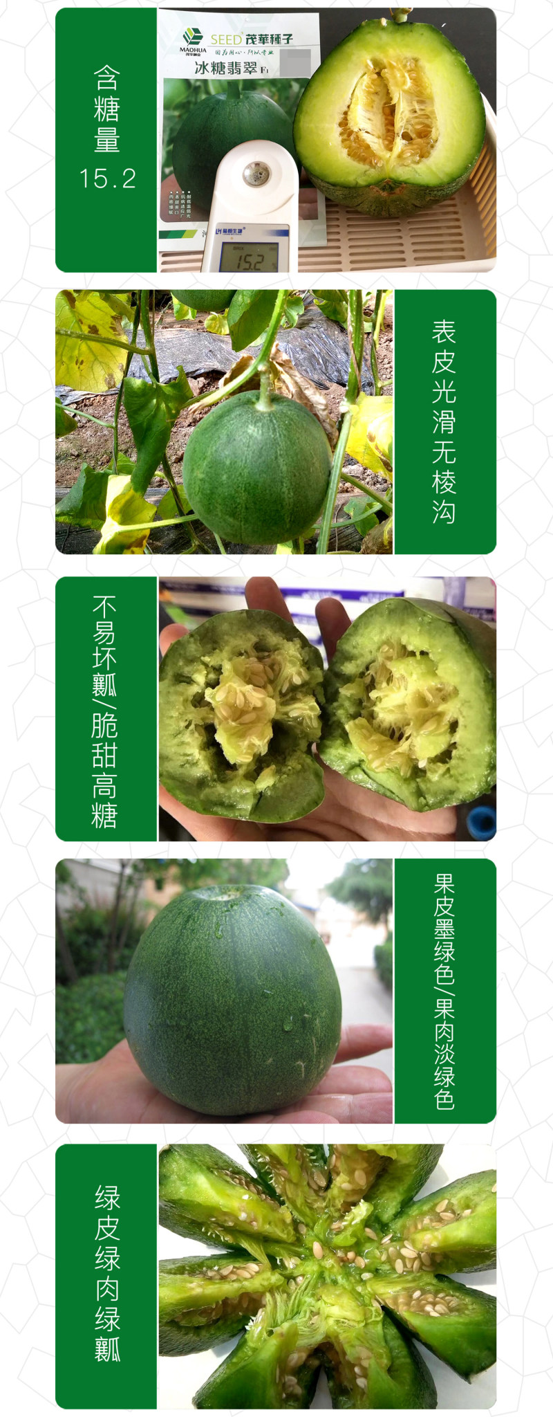 中科茂华瓜果种子杂交冰糖翡翠绿皮绿肉绿宝石甜瓜种子深绿色
