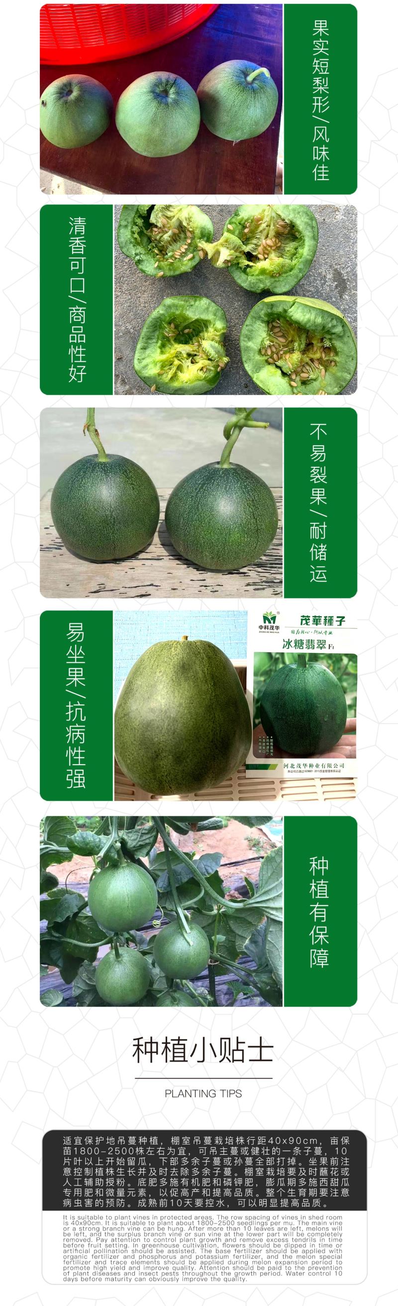 中科茂华瓜果种子杂交冰糖翡翠绿皮绿肉绿宝石甜瓜种子深绿色