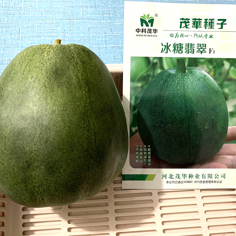 中科茂华瓜果种子杂交冰糖翡翠绿皮绿肉绿宝石甜瓜种子深绿色