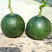中科茂华瓜果种子杂交冰糖翡翠绿皮绿肉绿宝石甜瓜种子深绿色