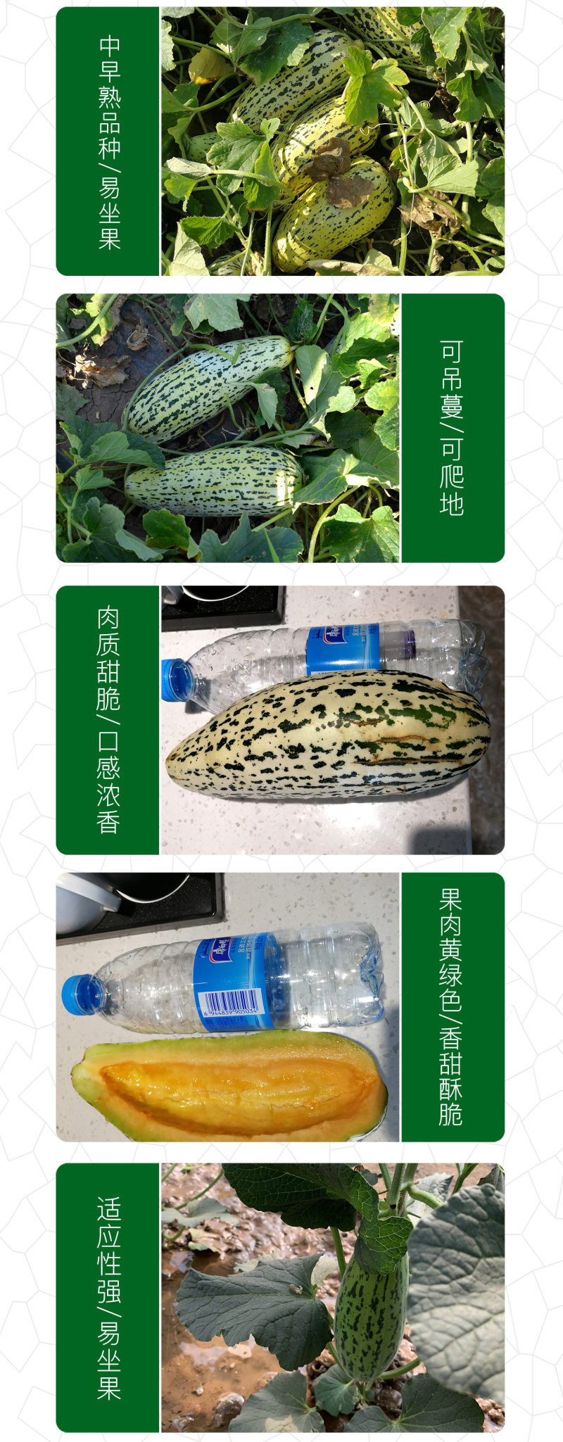 中科茂华瓜果种子脆香酥甜瓜种子花皮牛角蜜小蜜蜂香瓜種子橘