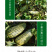 中科茂华瓜果种子脆香酥甜瓜种子花皮牛角蜜小蜜蜂香瓜種子橘