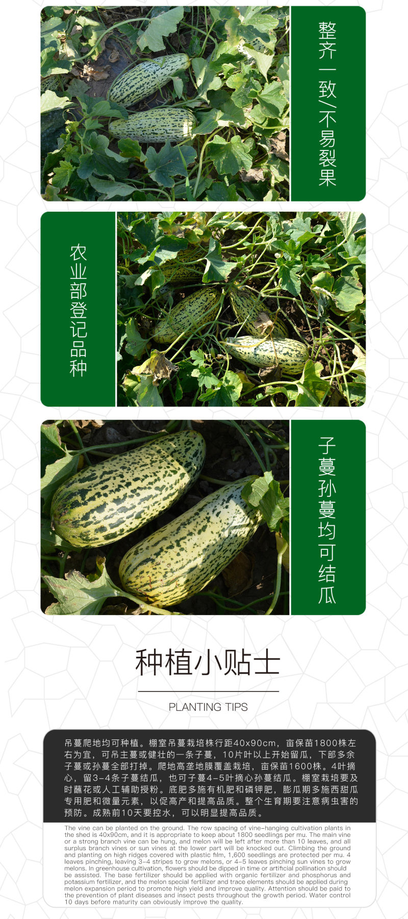 中科茂华瓜果种子脆香酥甜瓜种子花皮牛角蜜小蜜蜂香瓜種子橘