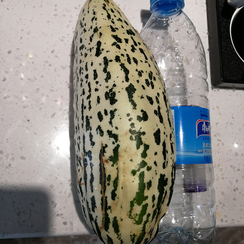中科茂华瓜果种子脆香酥甜瓜种子花皮牛角蜜小蜜蜂香瓜種子橘