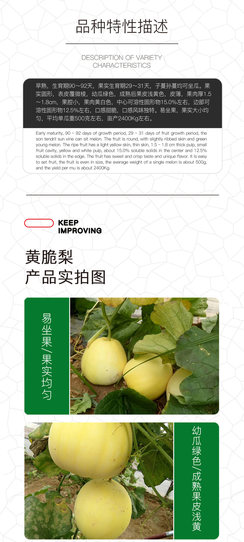 中科茂华水果种子杂交黄脆梨黄皮白肉甜瓜种子星甜20种子