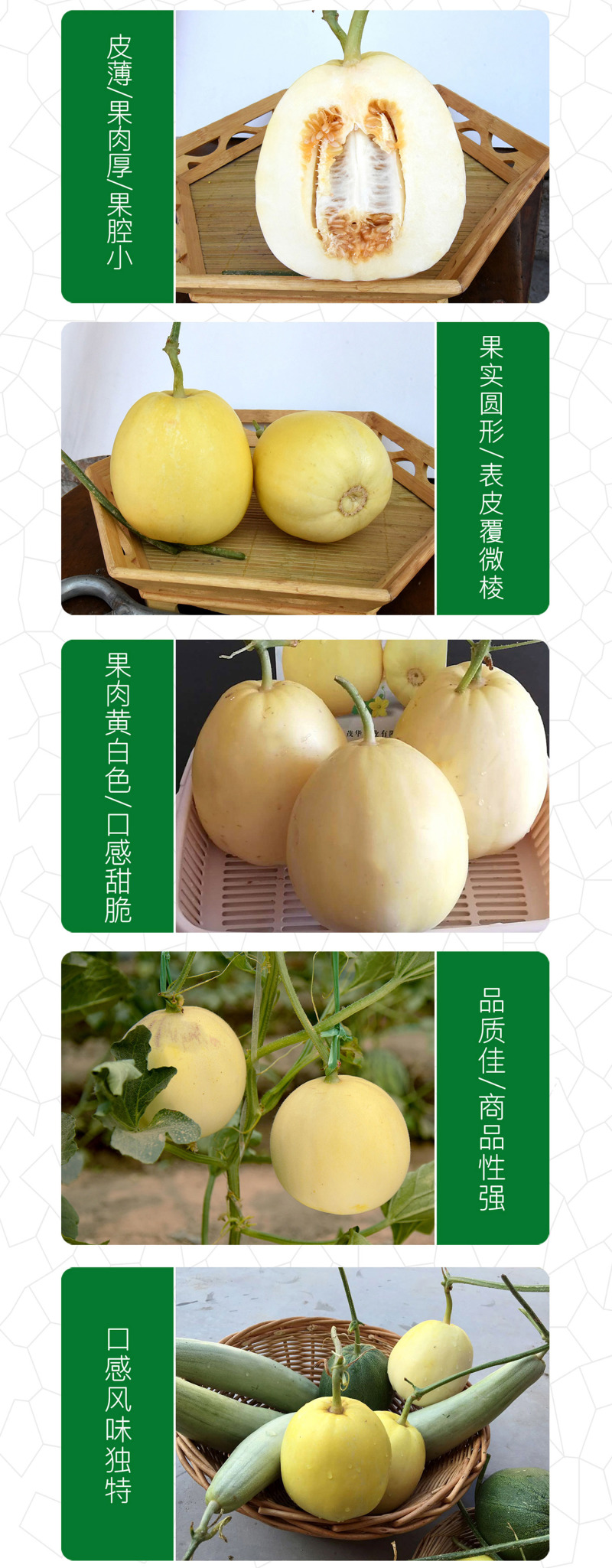 中科茂华水果种子杂交黄脆梨黄皮白肉甜瓜种子星甜20种子