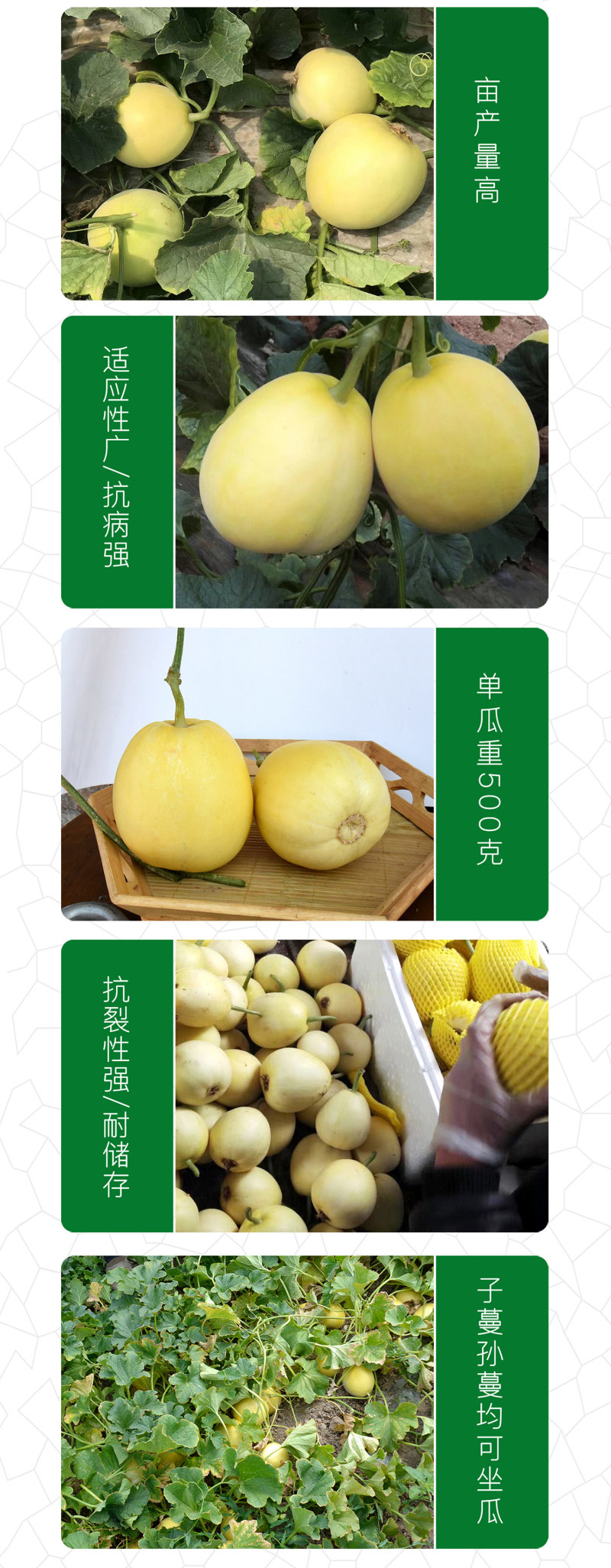 中科茂华水果种子杂交黄脆梨黄皮白肉甜瓜种子星甜20种子