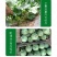 中科茂华水果种子绿香妃甜瓜种子酥脆清香绿皮绿肉