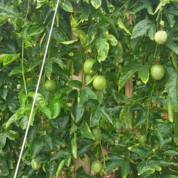 云南百香果西双版纳百香果