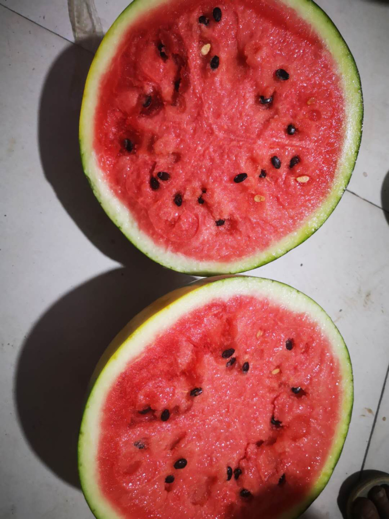 河南周口太康西瓜8424精品美都一手货源。