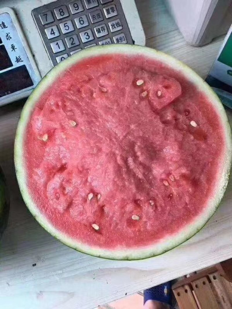 河南周口太康西瓜8424精品美都一手货源。
