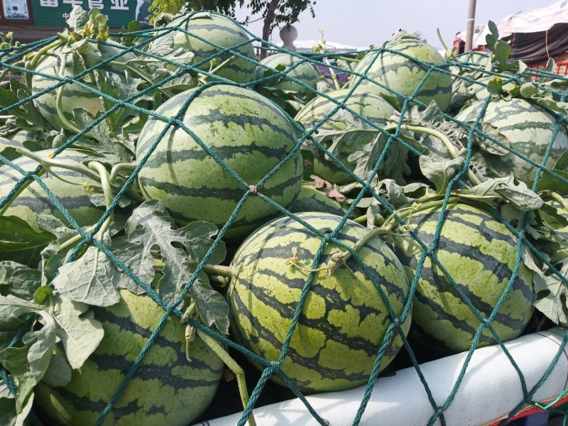 河南周口太康西瓜8424精品美都一手货源。