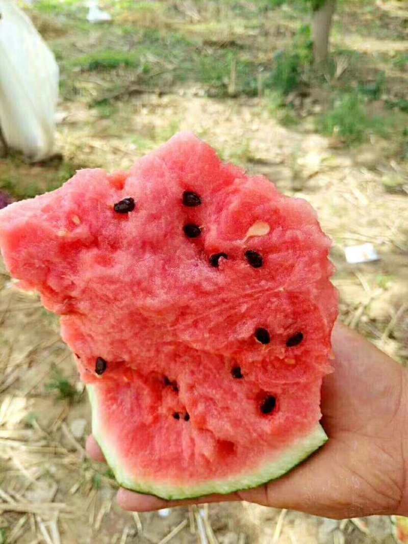 河南周口太康西瓜8424精品美都一手货源。