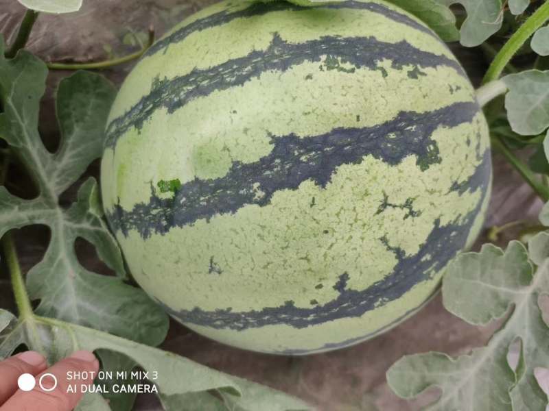 【火爆热销中】美都西瓜包熟度甘甜可口，皮薄肉多欢迎来电