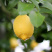 四川安岳黄柠檬原产地直发支持一件代发