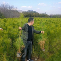 临沂黑松小苗，黑松小苗价格，山东黑松小苗