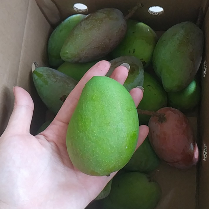 广西小台芒树新鲜水果小台农产地直发支持一件代发