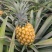 徐闻香水小菠萝新鲜菠萝广西发货支持一件代发