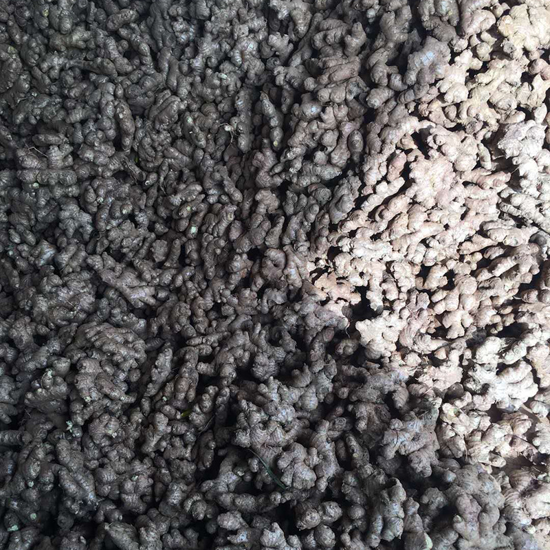 云南小黄姜产地直发支持一件代发
