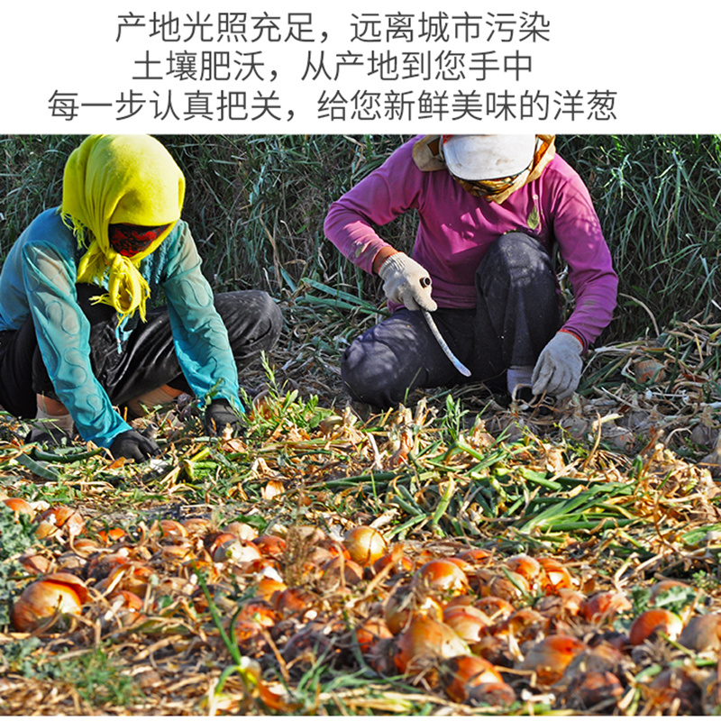 紫皮洋葱圆葱产地云南河南随机发货支持一件代发
