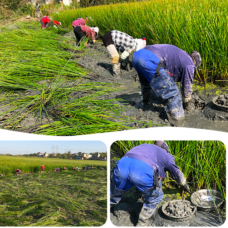 马蹄荸荠庐江马蹄果产地直发支持一件代发