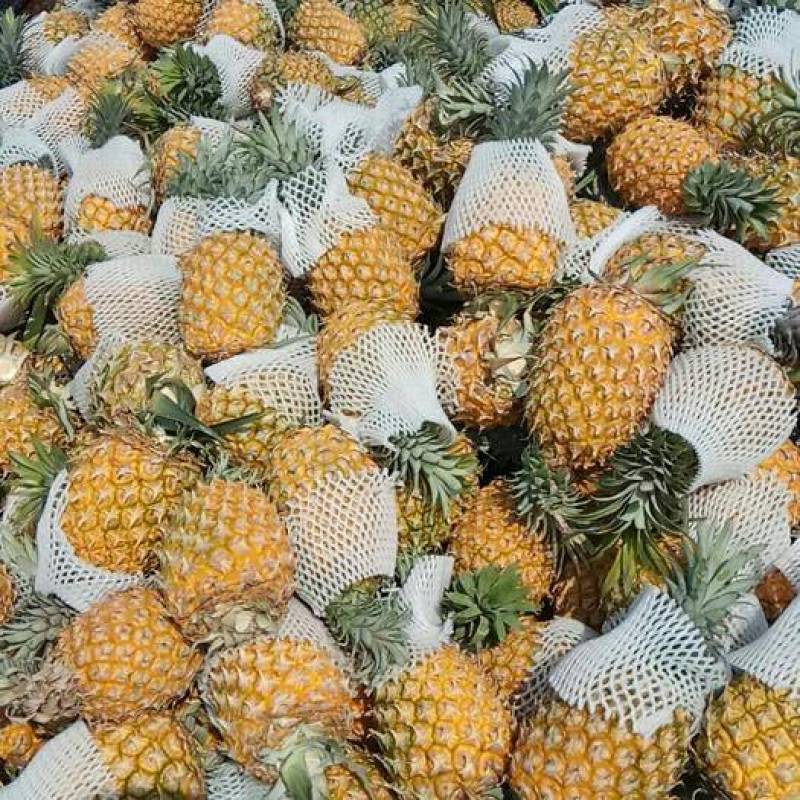 金钻凤梨海南云南两地随机发货支持一件代发