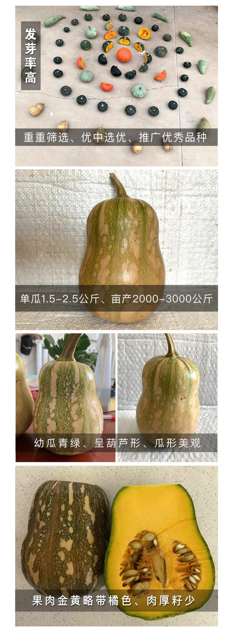 中科茂华南瓜种子迷你娇子新品南瓜种子小型礼品