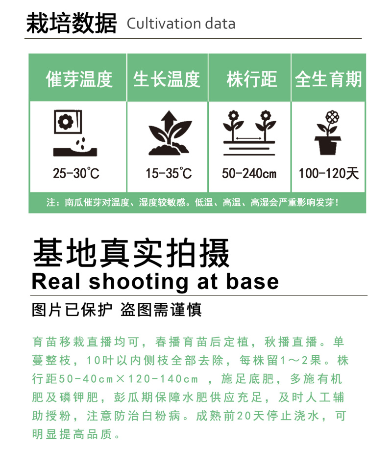 中科茂华南瓜种子迷你娇子新品南瓜种子小型礼品
