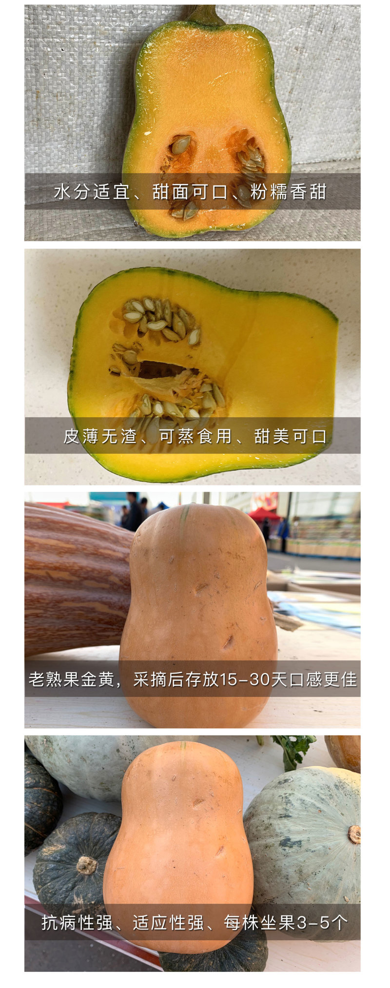中科茂华南瓜种子迷你娇子新品南瓜种子小型礼品