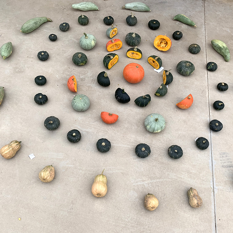 中科茂华南瓜种子迷你娇子新品南瓜种子小型礼品