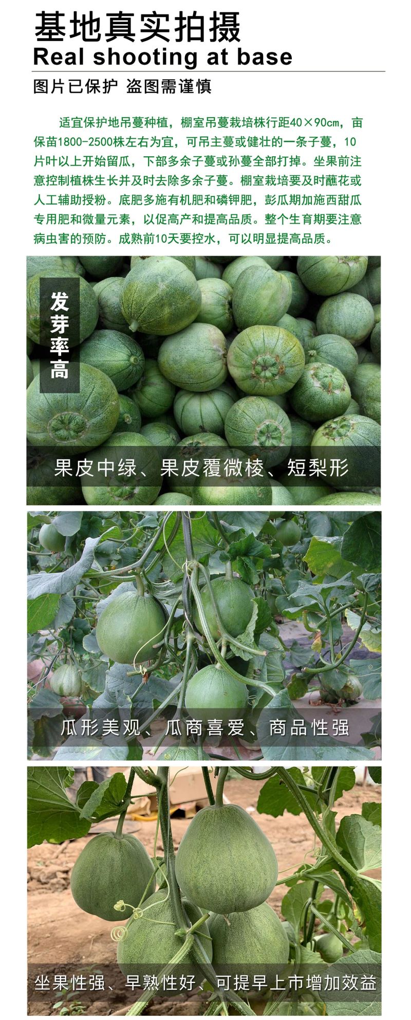 中科茂华瓜果蔬菜种子南韩绿宝绿皮绿肉绿宝石甜瓜种子