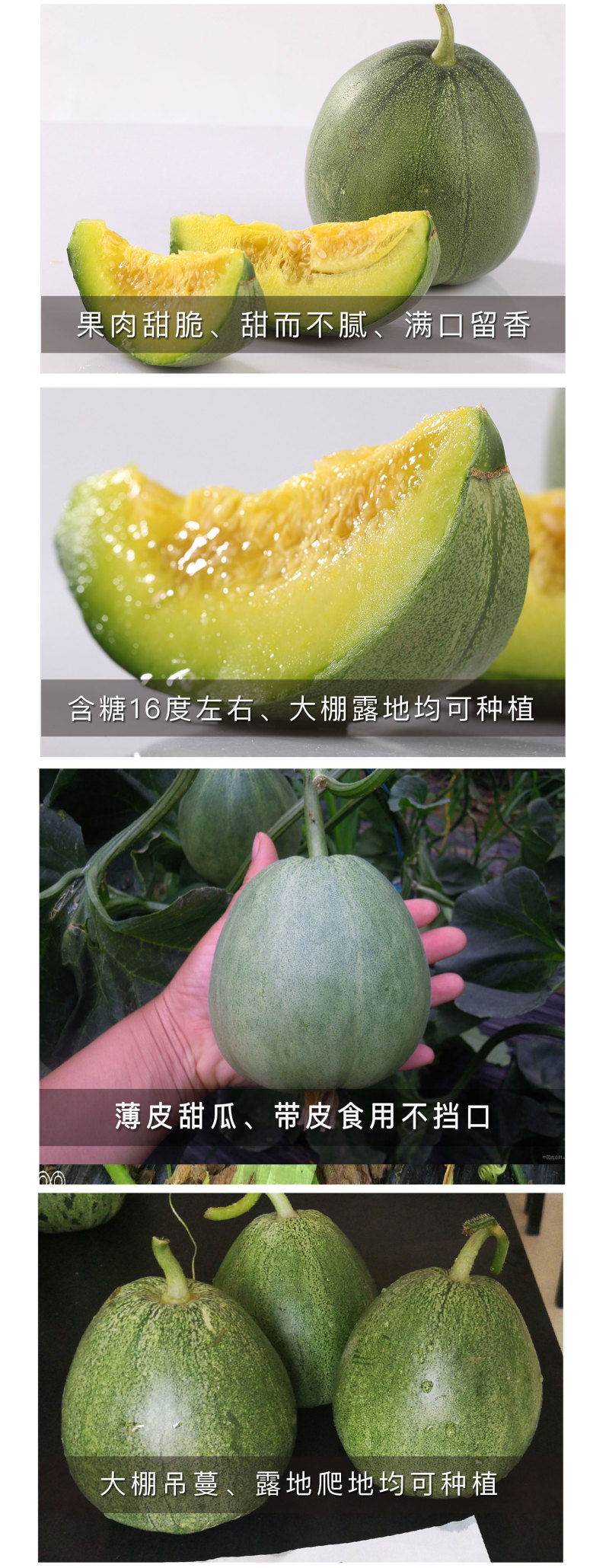 中科茂华瓜果蔬菜种子南韩绿宝绿皮绿肉绿宝石甜瓜种子