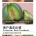 中科茂华瓜果蔬菜种子南韩绿宝绿皮绿肉绿宝石甜瓜种子