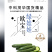 中科茂华蔬菜种子欧宝绿娃娃荷兰水果黄瓜种子小黄瓜