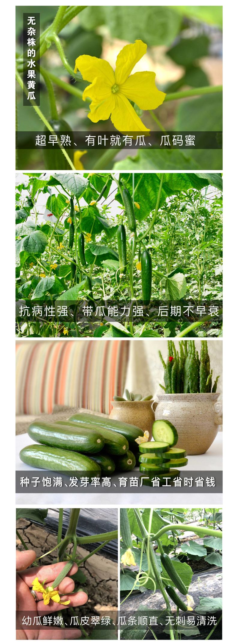 中科茂华蔬菜种子欧宝绿娃娃荷兰水果黄瓜种子小黄瓜