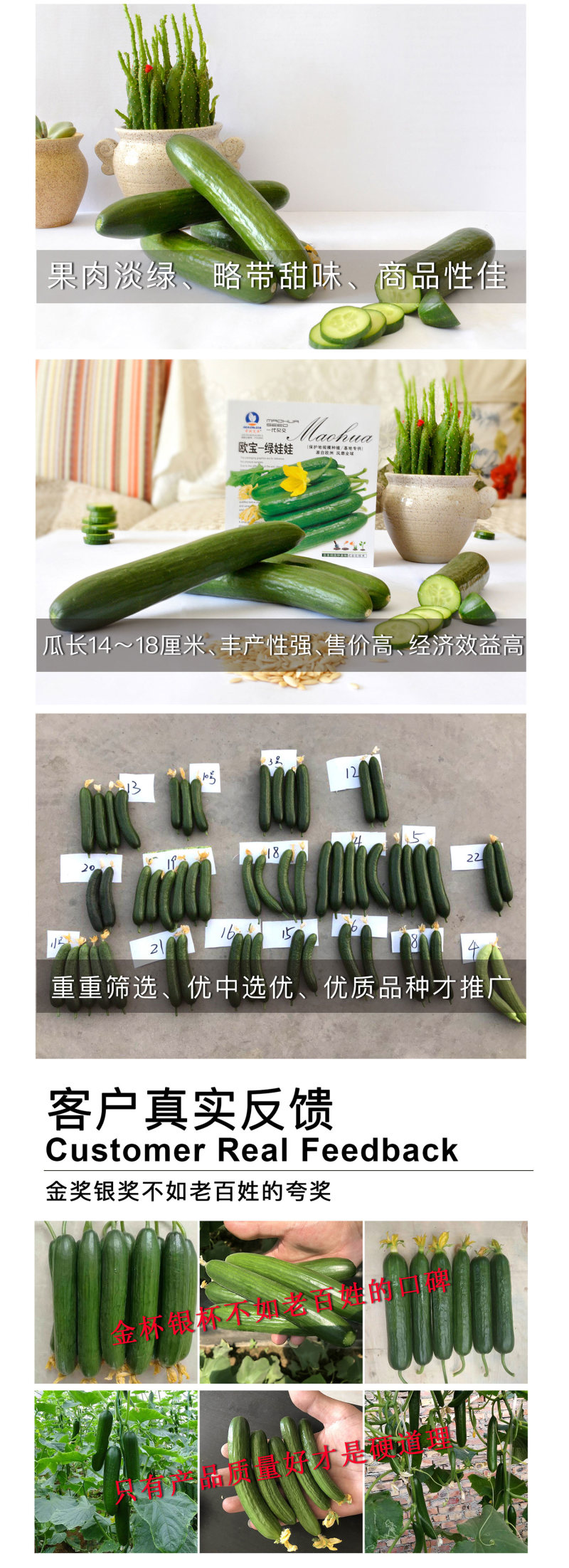 中科茂华蔬菜种子欧宝绿娃娃荷兰水果黄瓜种子小黄瓜