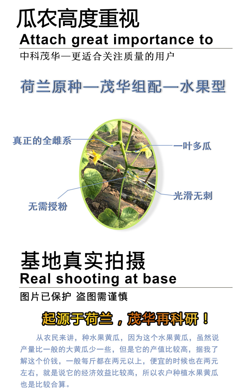 中科茂华蔬菜种子欧宝绿娃娃荷兰水果黄瓜种子小黄瓜