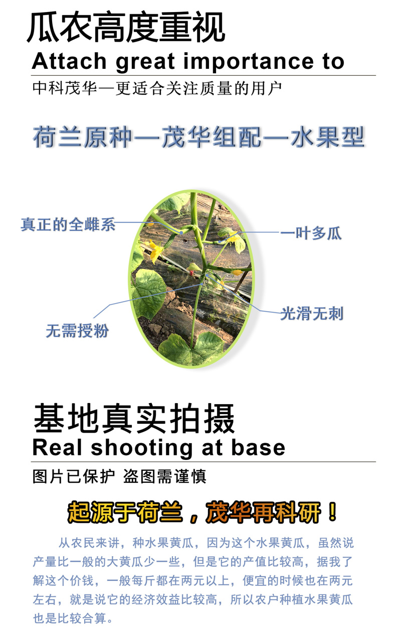 中科茂华蔬菜种子迷你水果黄瓜种子F1全雌系节节有瓜