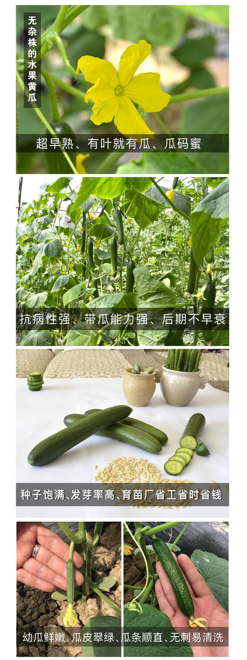中科茂华蔬菜种子迷你水果黄瓜种子F1全雌系节节有瓜