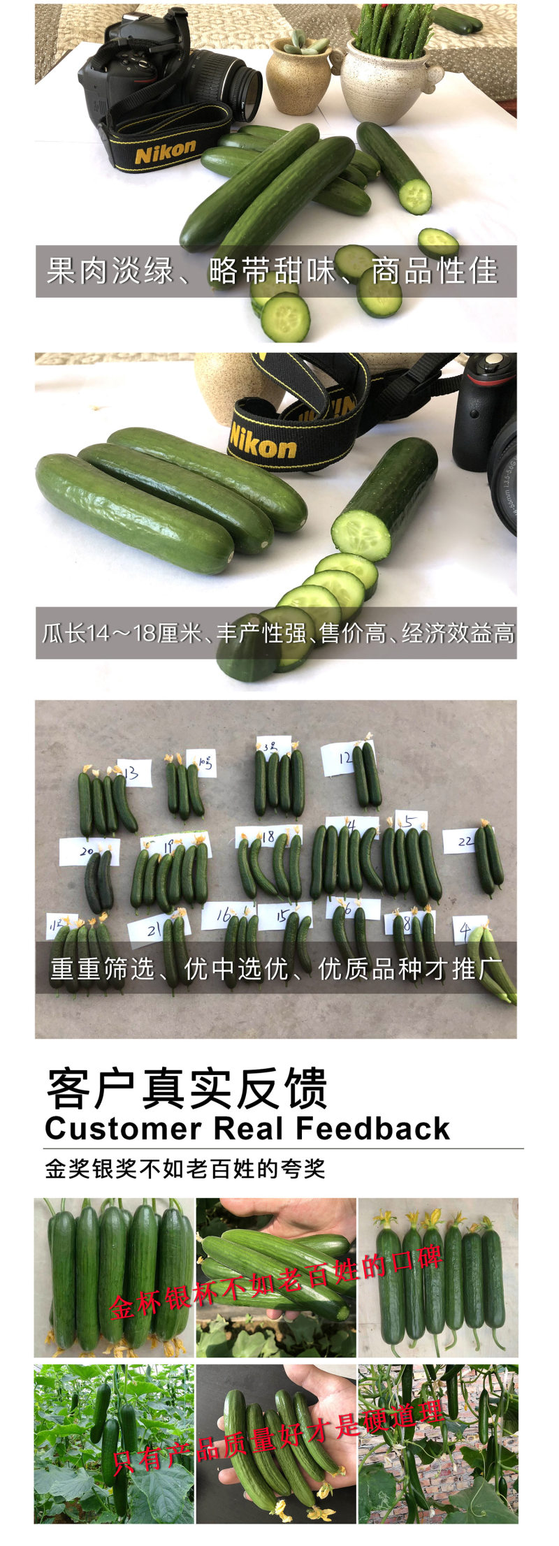 中科茂华蔬菜种子迷你水果黄瓜种子F1全雌系节节有瓜