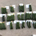 中科茂华蔬菜种子迷你水果黄瓜种子F1全雌系节节有瓜