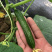 中科茂华蔬菜种子迷你水果黄瓜种子F1全雌系节节有瓜