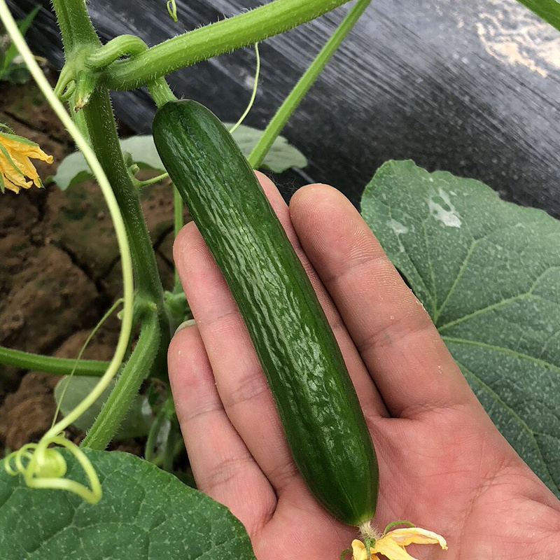 中科茂华蔬菜种子迷你水果黄瓜种子F1全雌系节节有瓜