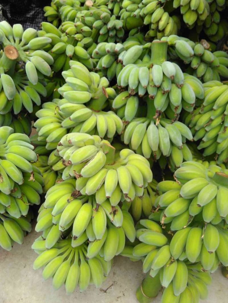 福建苹果香蕉粉蕉净果非皇帝蕉产地直发支持一件代发
