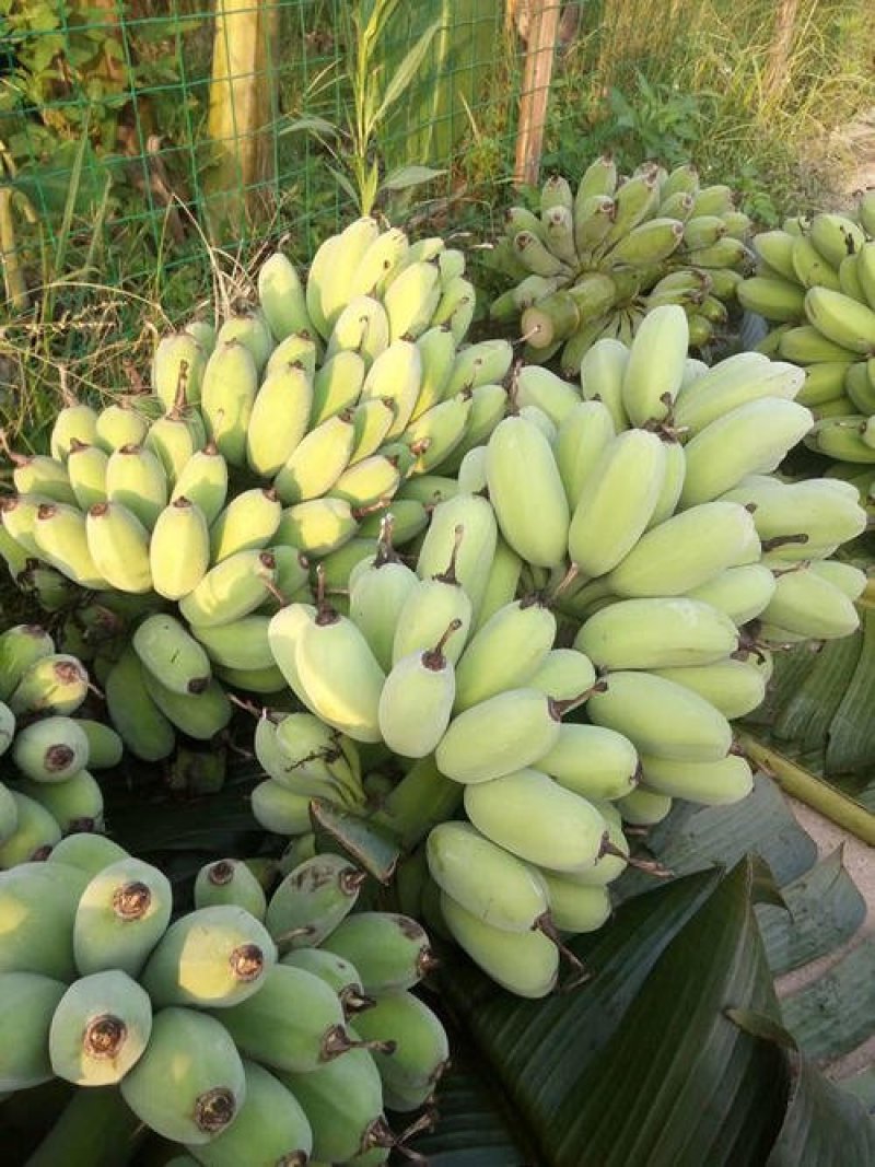 福建苹果香蕉粉蕉净果非皇帝蕉产地直发支持一件代发