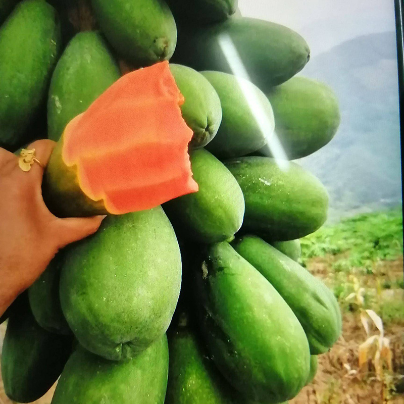 广西红心木瓜原产地直发支持一件代发