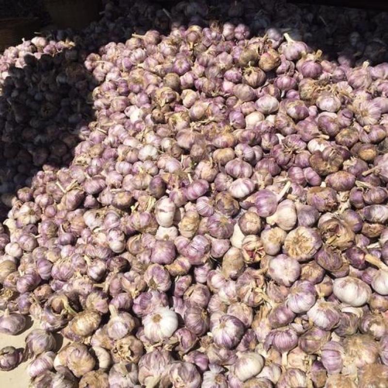 云南紫皮大蒜（独蒜）干蒜产地直发支持一件代发
