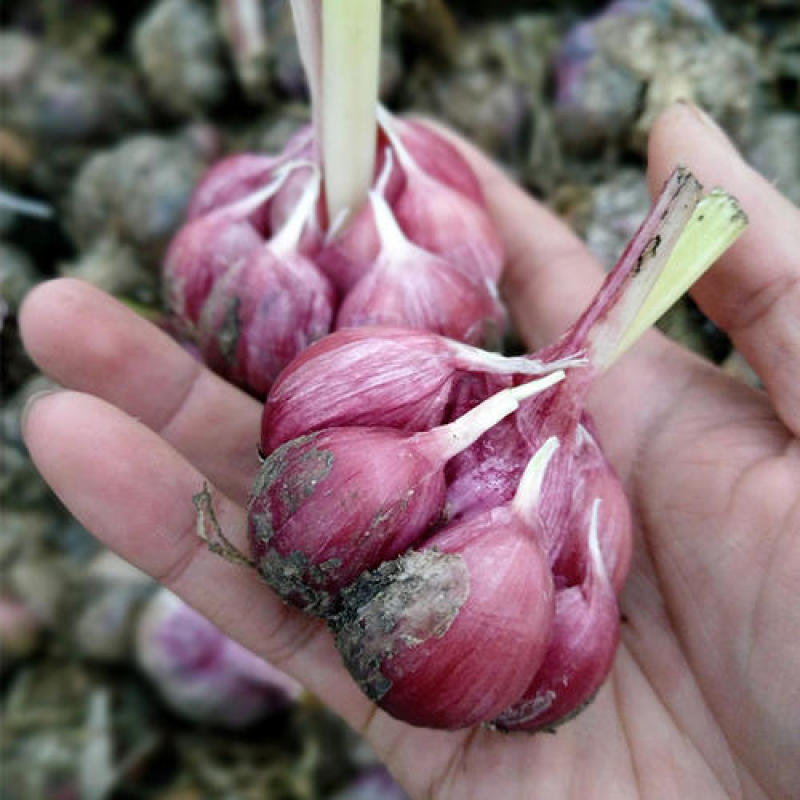 云南紫皮大蒜（独蒜）干蒜产地直发支持一件代发