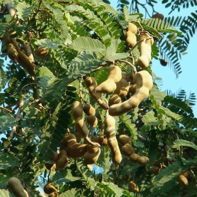 云南版纳酸角原产地直发支持一件代发